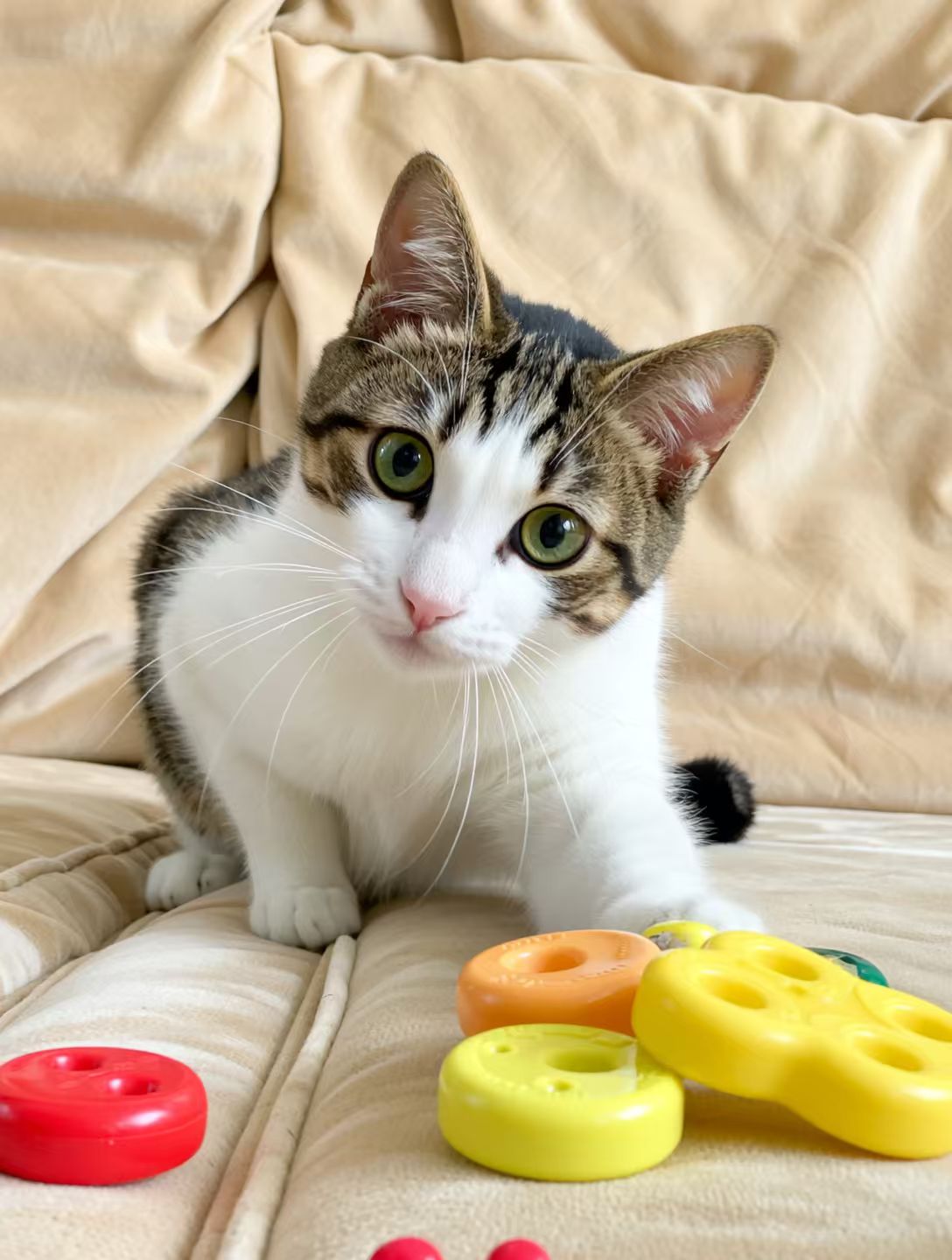 How Cat Toys Enhance Safety, Happiness, and Health